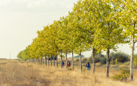 PORTUGUES-harocaminosantiago